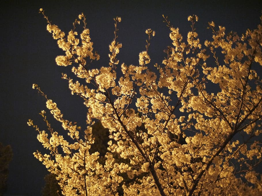 cherry blossoms, night, beauty in nature, flower, flowering plant HD wallpaper