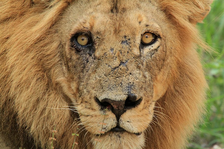 HD wallpaper: brown lion during daytime, fight, kruger, guy, scars ...