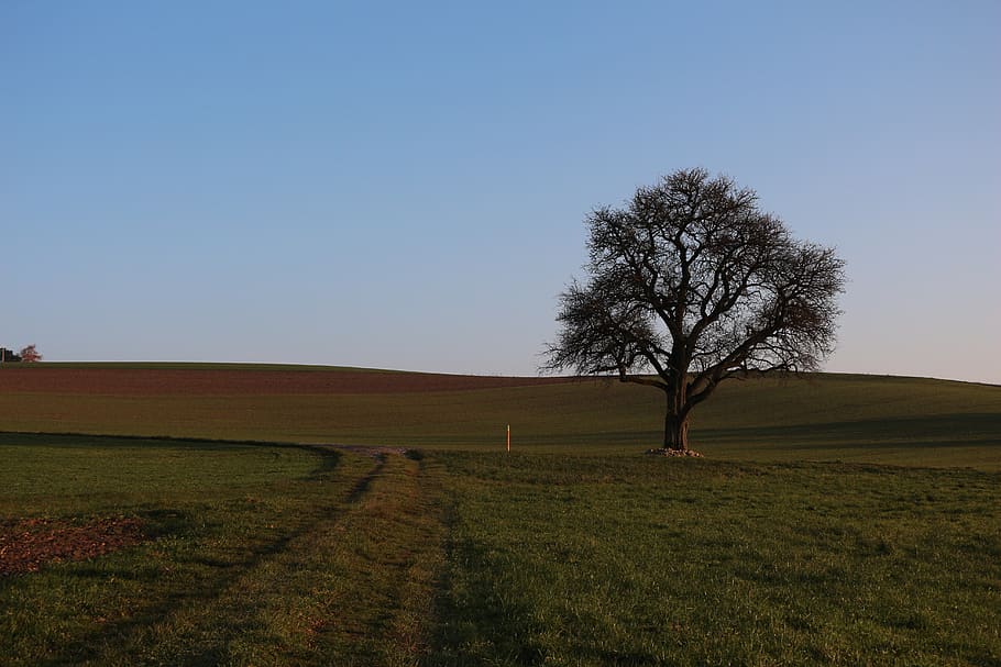 landscape, tree, nature, panorama, sky, plant, environment HD wallpaper