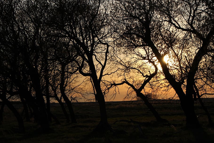 Sunset, Trees, Landscape, Nature, silhouette, outdoors, scenics HD wallpaper