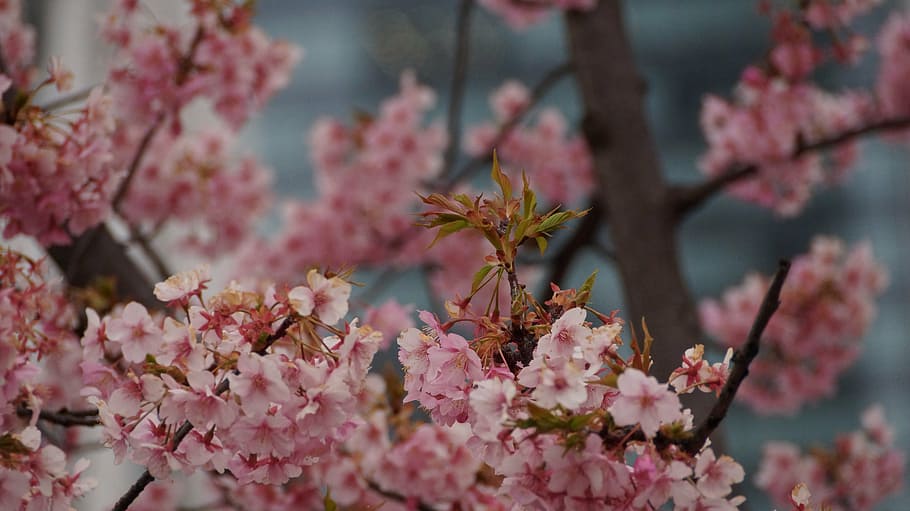 cherry, tree, japan, flower, flowering plant, pink color, beauty in nature HD wallpaper