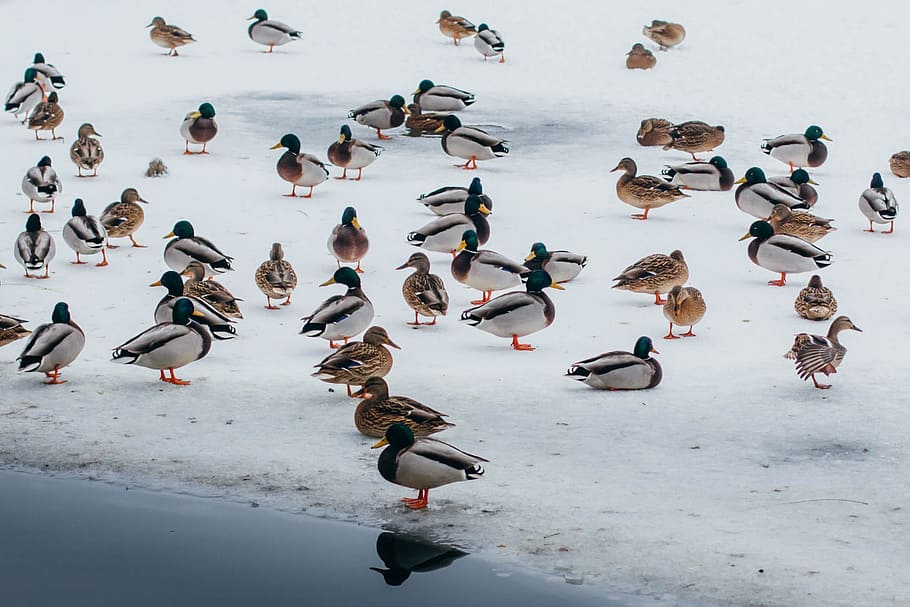 Duck, Ice, Lake, Wintering, Water, Birds, cold, outdoors, beach HD wallpaper