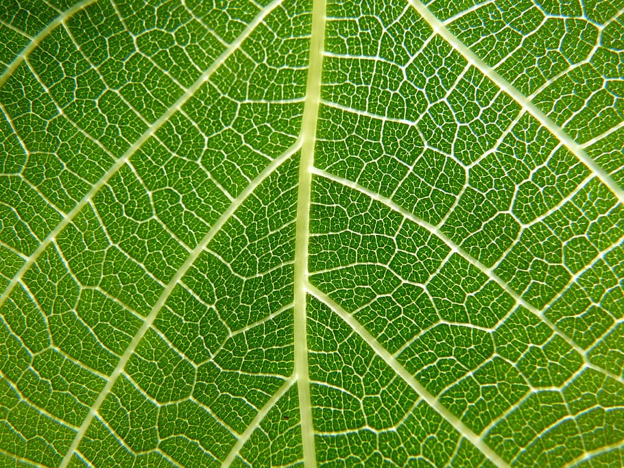 Leaf, Nerves, Detail, Fig Tree, ramifications, translucent, HD wallpaper
