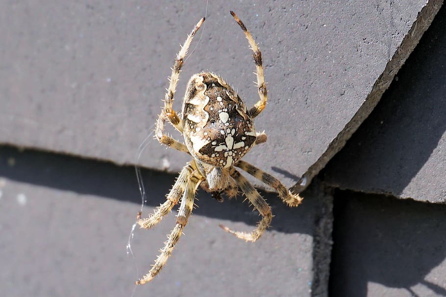 selective photography of furrow spider, network, insect, nature HD wallpaper