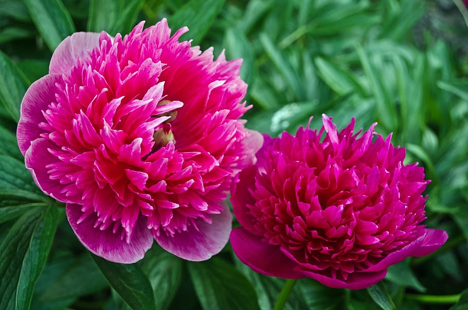 flowers, spring, summer, plants, nature, macro, background HD wallpaper