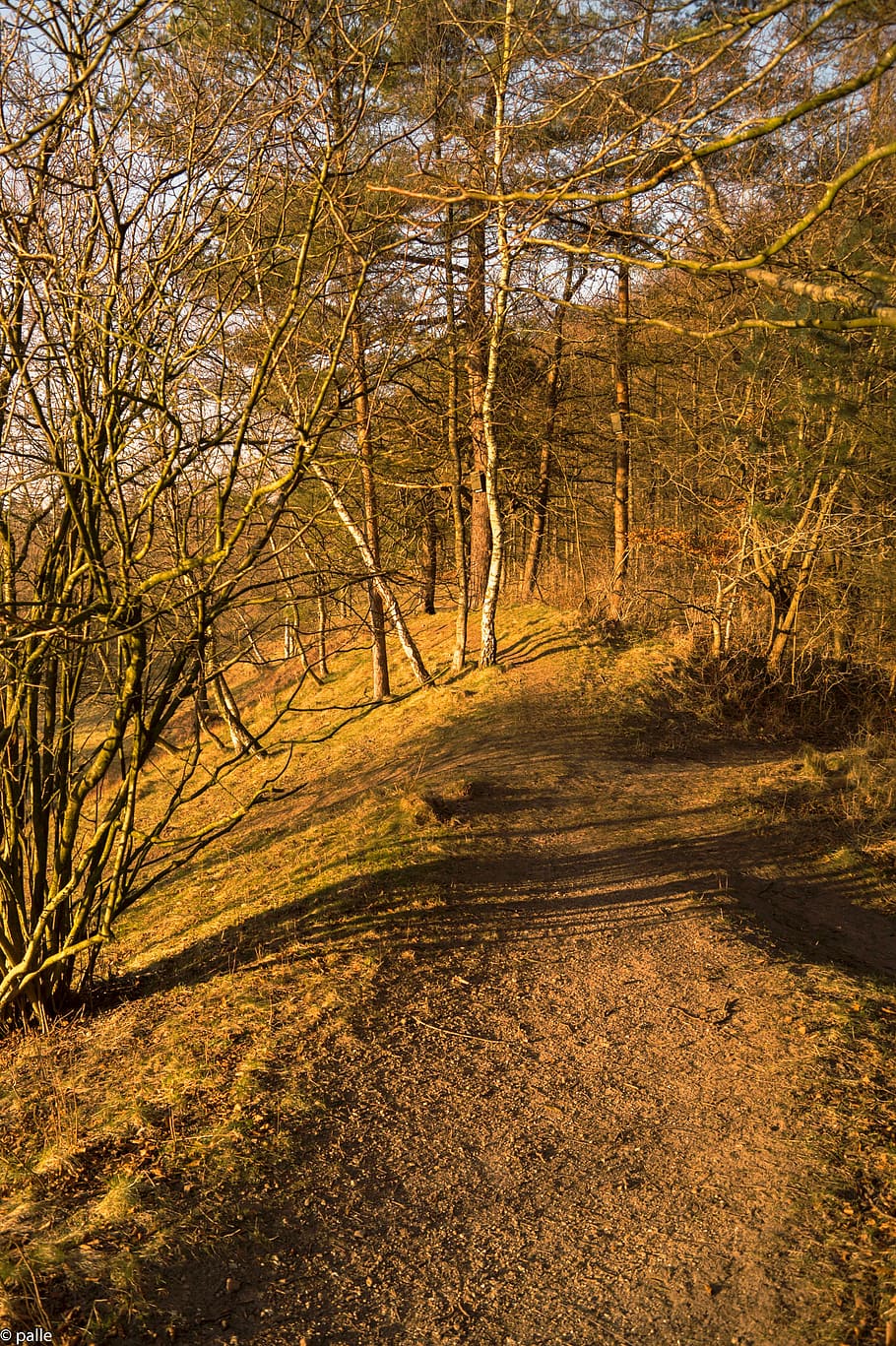 forest path, sun, nature, autumn, mood, landscape, golden autumn HD wallpaper