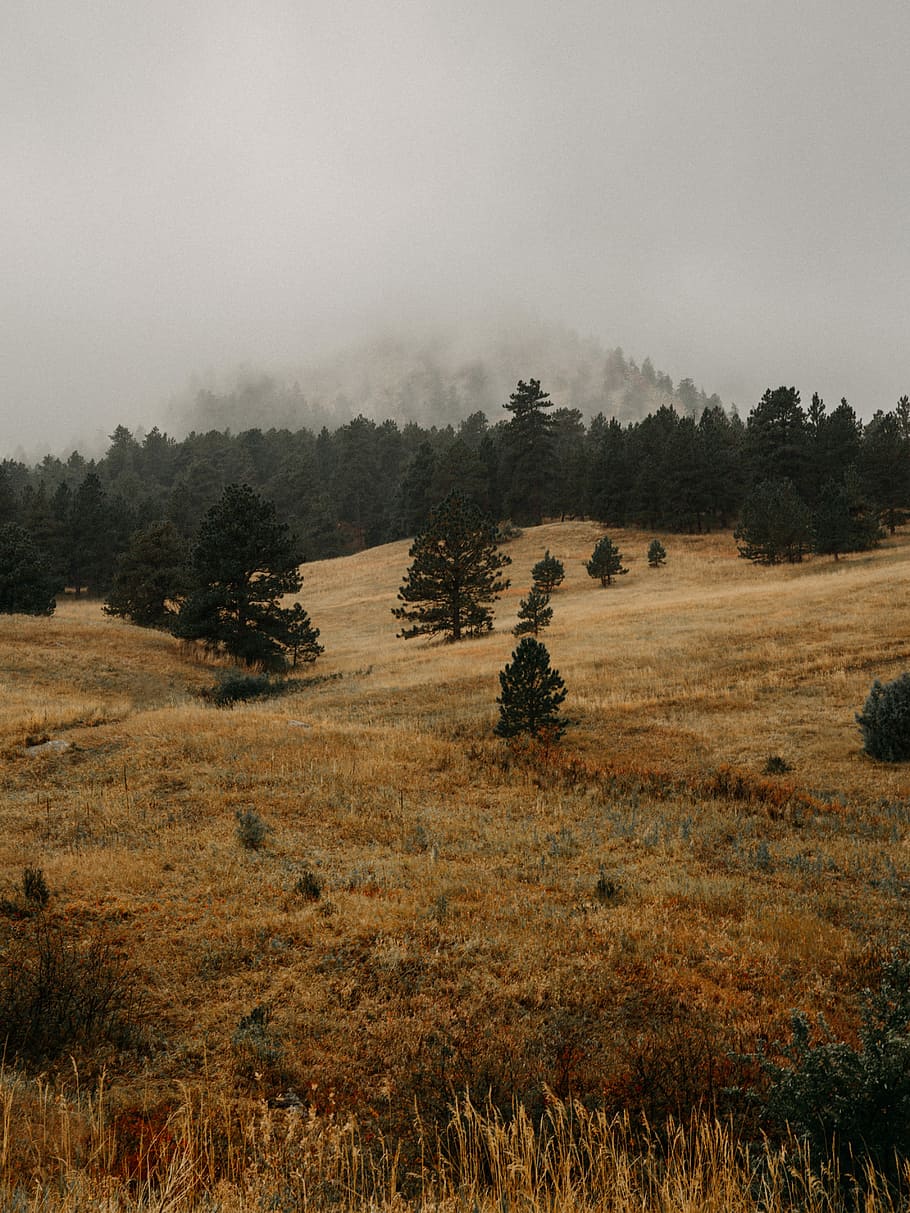 So Boulder, landscape photography of trees under foggy sky, mist HD wallpaper