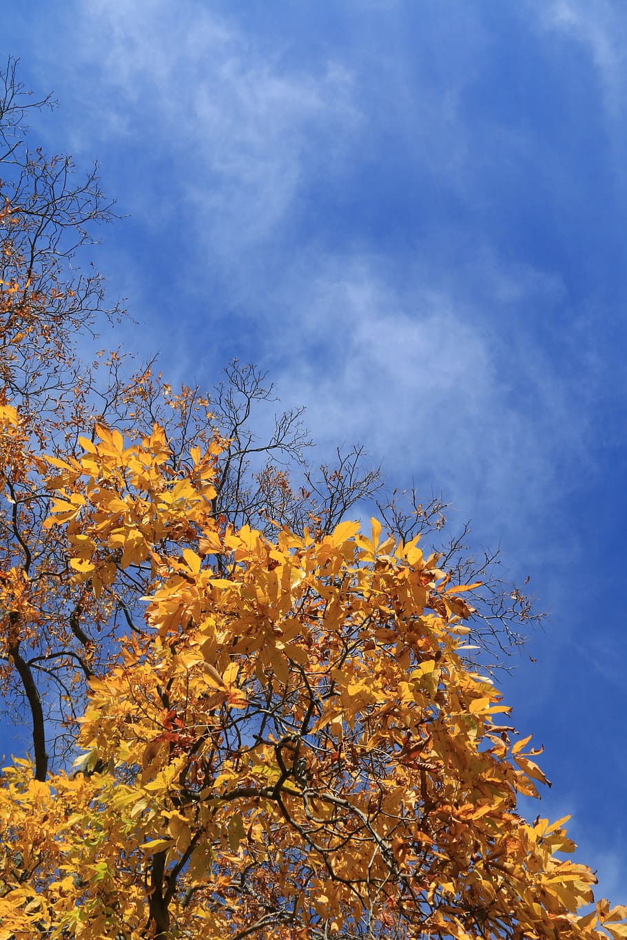 fall, leaves, sky, autumn, tree, plant, change, low angle view HD wallpaper