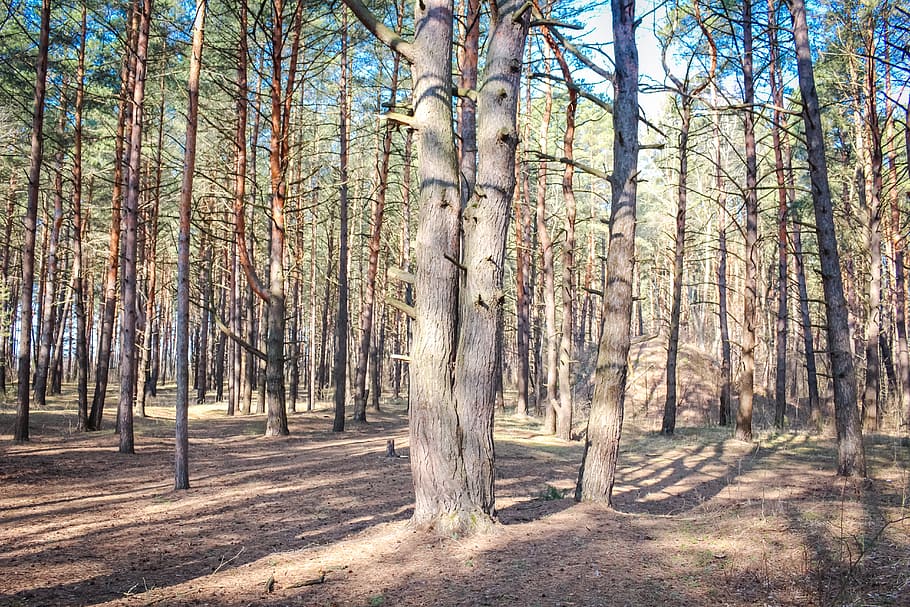 pine, forest, coniferous, summer, bright, nature, trees, russia HD wallpaper