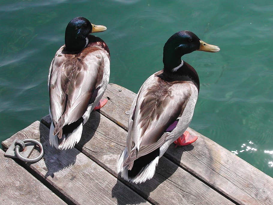 bird, waters, duck, animal wildlife, animals in the wild, vertebrate HD wallpaper