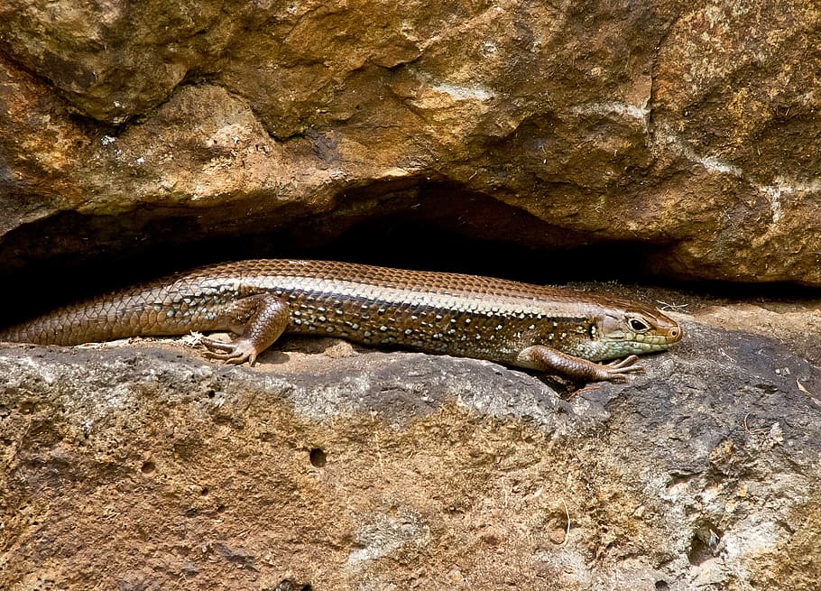 skink, lizard, reptile, scincoides, scales, shiny, brown, speckled, HD wallpaper