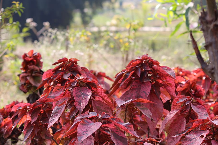 leaves, red, nature, close-up, focus on foreground, leaf, plant part HD wallpaper