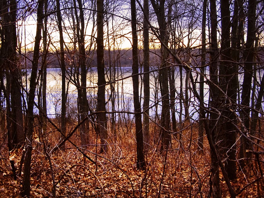 winter, sunset, landscape, forest, park, sunlight, january HD wallpaper