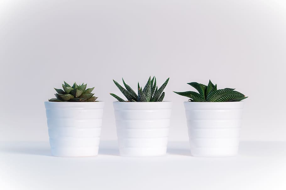 three succulents with white pots, plants, sheet, white background HD wallpaper
