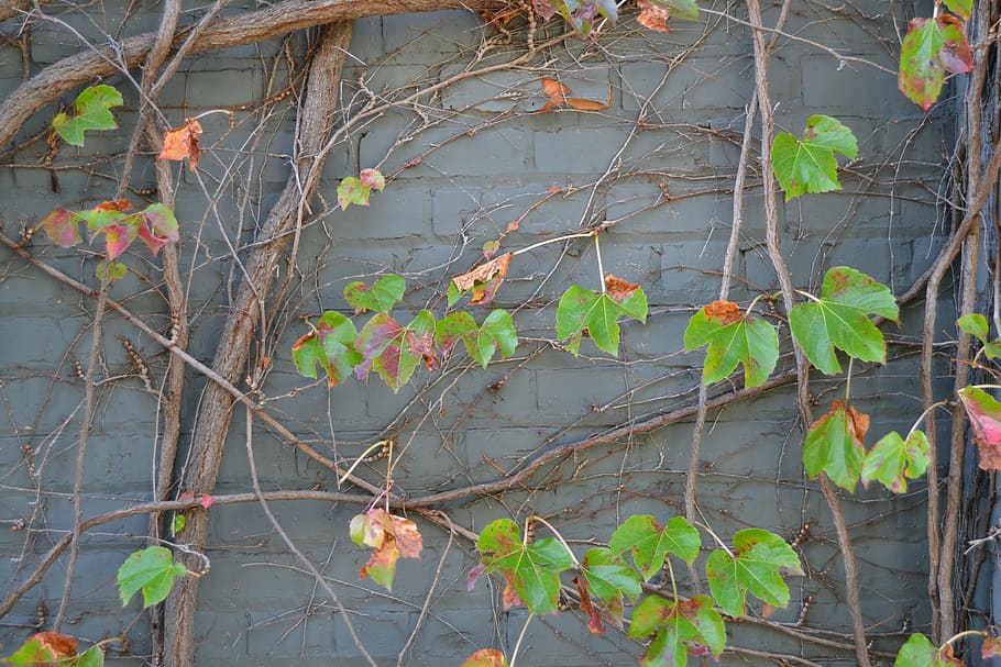 brick, texture, leaves, wall, architecture, building, brickwall HD wallpaper