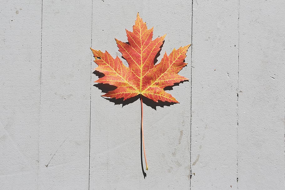 Orange Leaf on White Surface, autumn, fall, maple leaf, plant part HD wallpaper