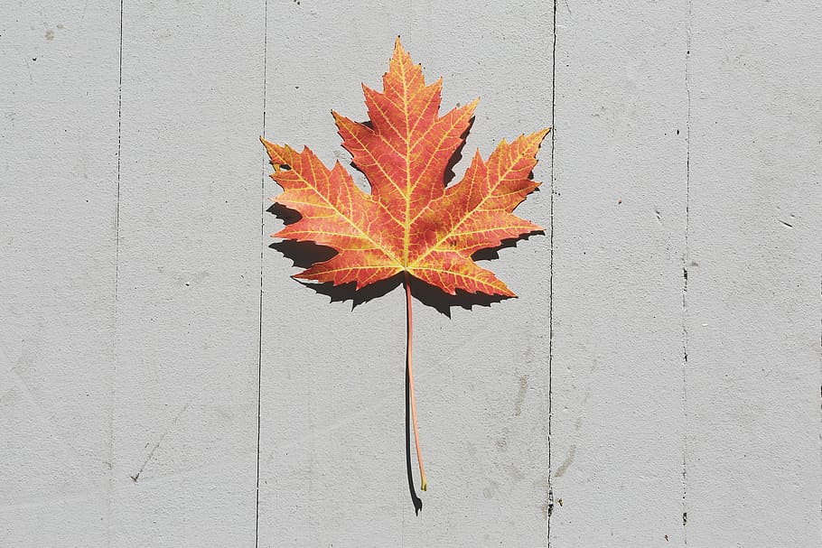 brown maple leaf on white wooden surface, photo, autumn, fall HD wallpaper