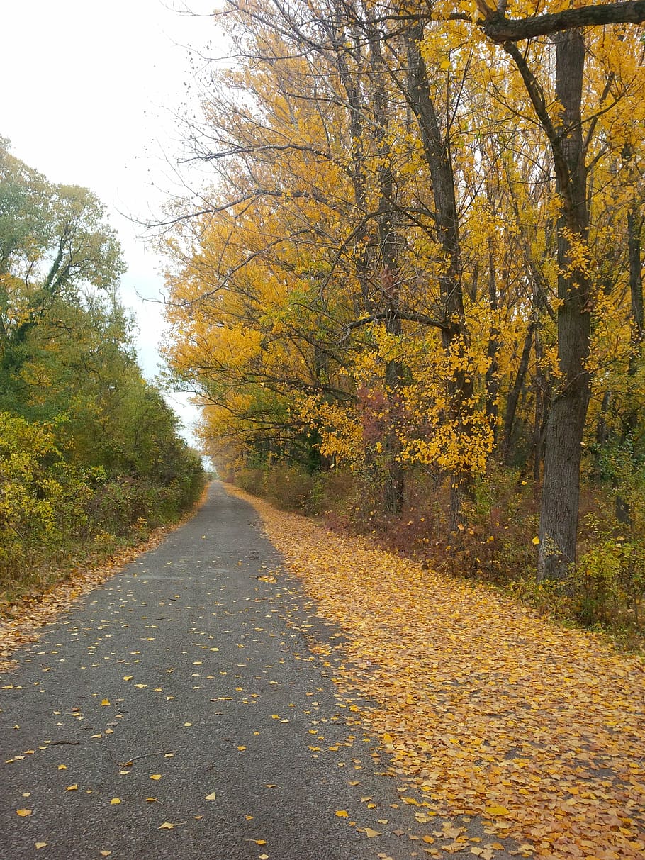 path, trail, footpath, autumn, fall, trees, leaves, yellow HD wallpaper