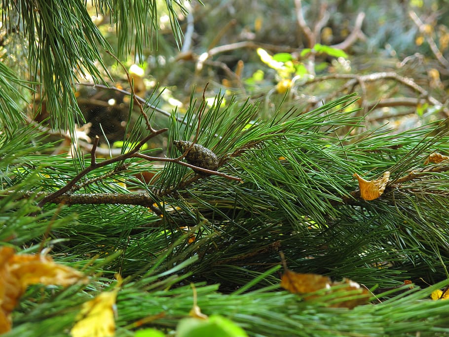 undergrowth, pine, spruce, iglak, needles, coniferous, tree HD wallpaper