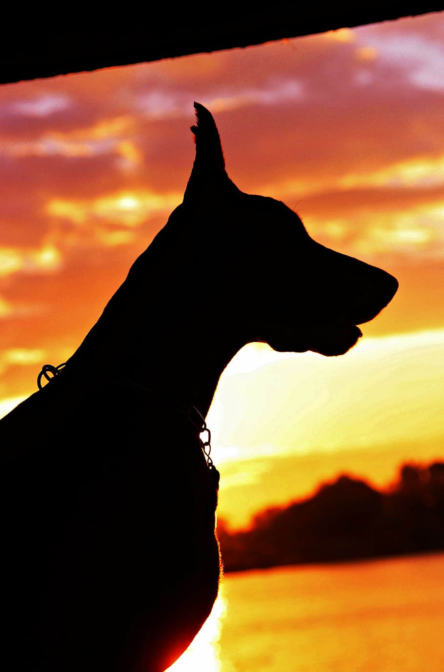 doberman, silhouette, sunrise, dog, sunset, sky, orange color, HD wallpaper