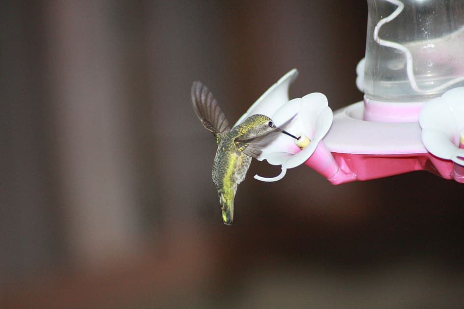 green hummingbird on white petal flower, feeding, hovering, ruby-throated, HD wallpaper