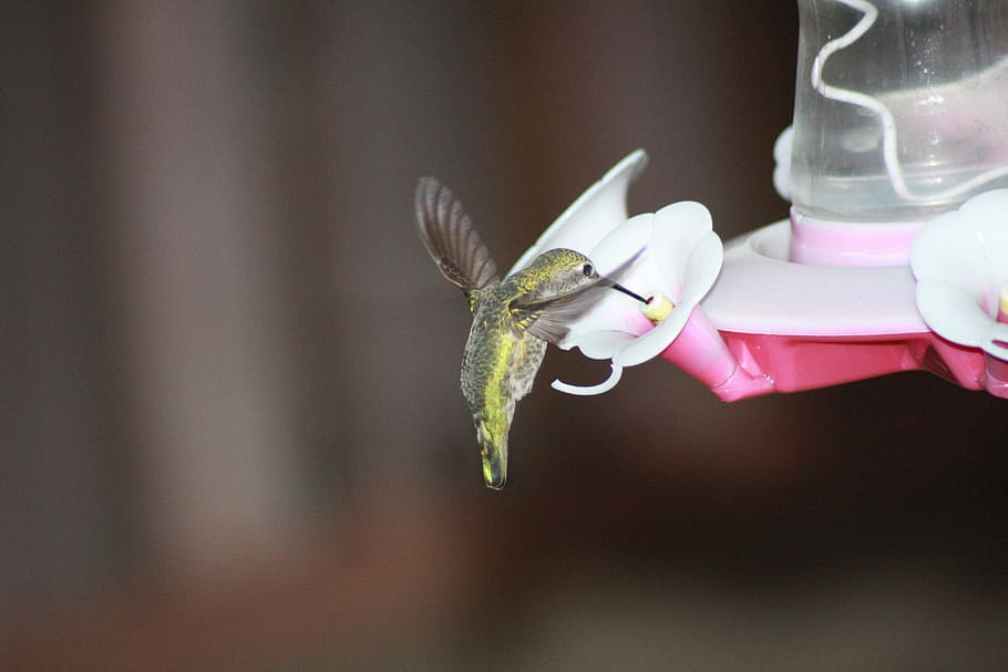 green hummingbird on white petal flower, feeding, hovering HD wallpaper