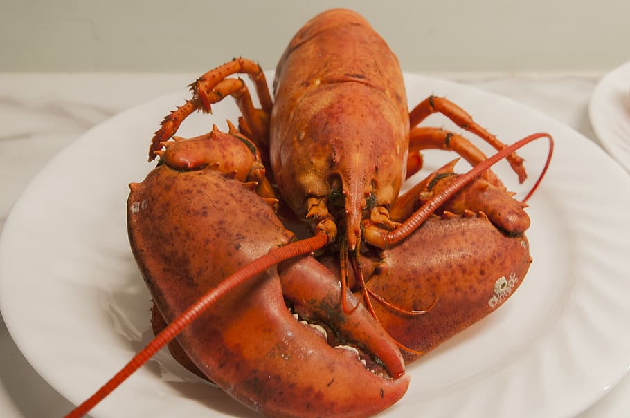 lobster, seafood, shellfish, claw, cooked, crustacean, food and drink HD wallpaper