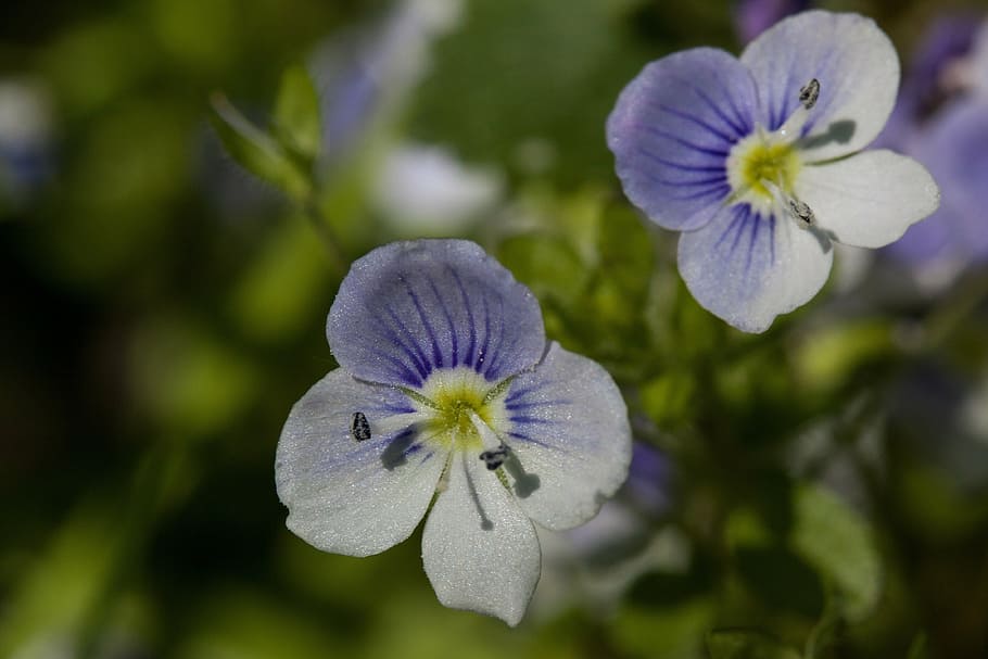flowers, small, white, blue, stamp, pollen, spring, nature HD wallpaper