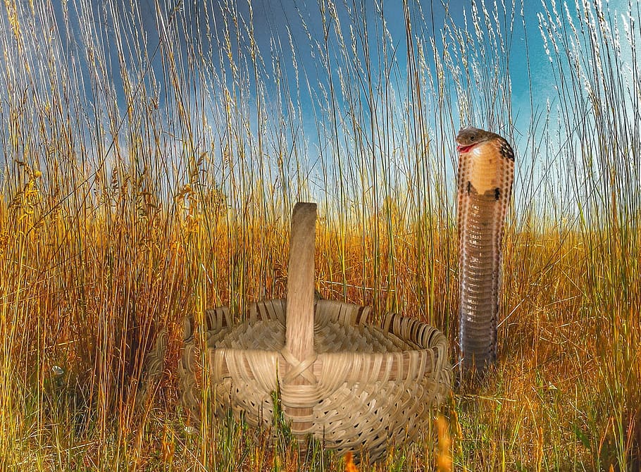 cobra, grass, snake, dangerous, basket, nature, plant, sky HD wallpaper