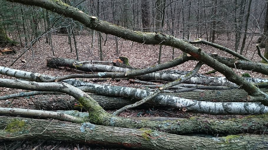 march, forest, nature, tree, plant, tree trunk, growth, no people HD wallpaper