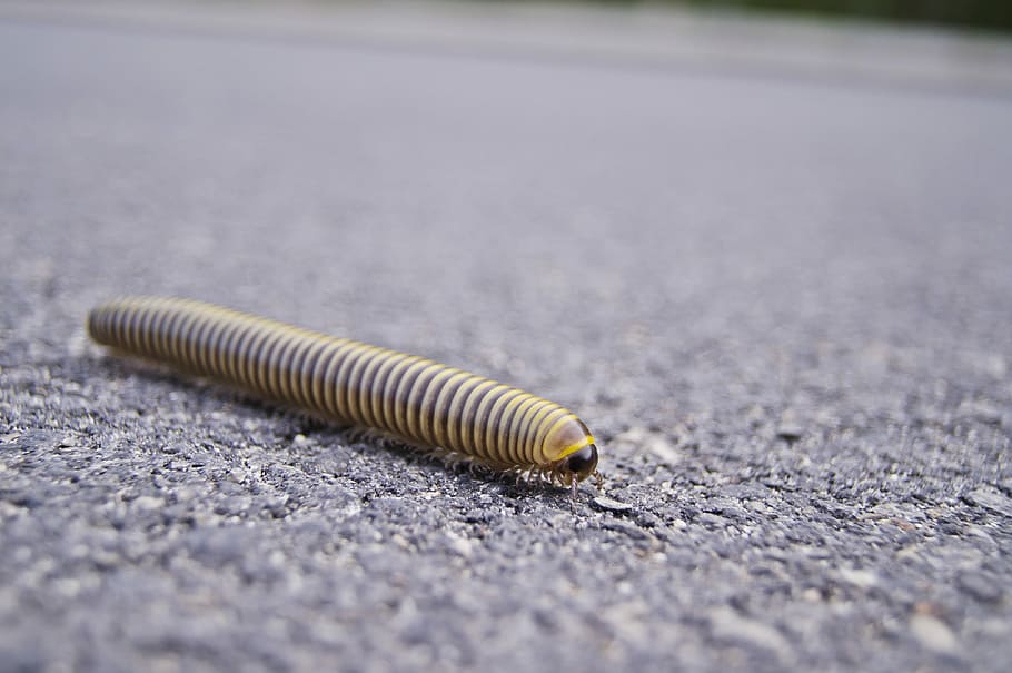 Centipedes, Worm, Asphalt, outdoors, day, no people, road, beach, HD wallpaper
