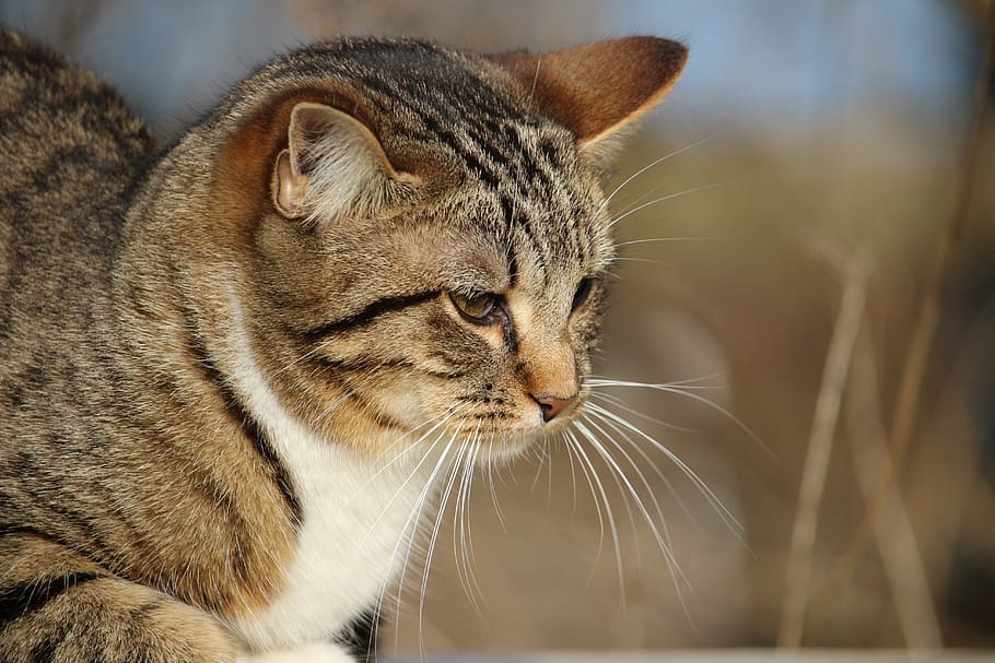 cat, kitten, mackerel, young cat, domestic cat, moustache, feline HD wallpaper