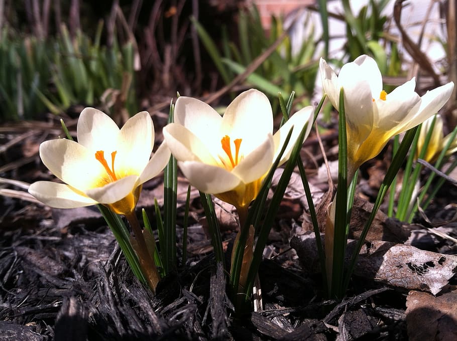 flower, spring, nature, crocus, botany, white, petal, flowering plant HD wallpaper