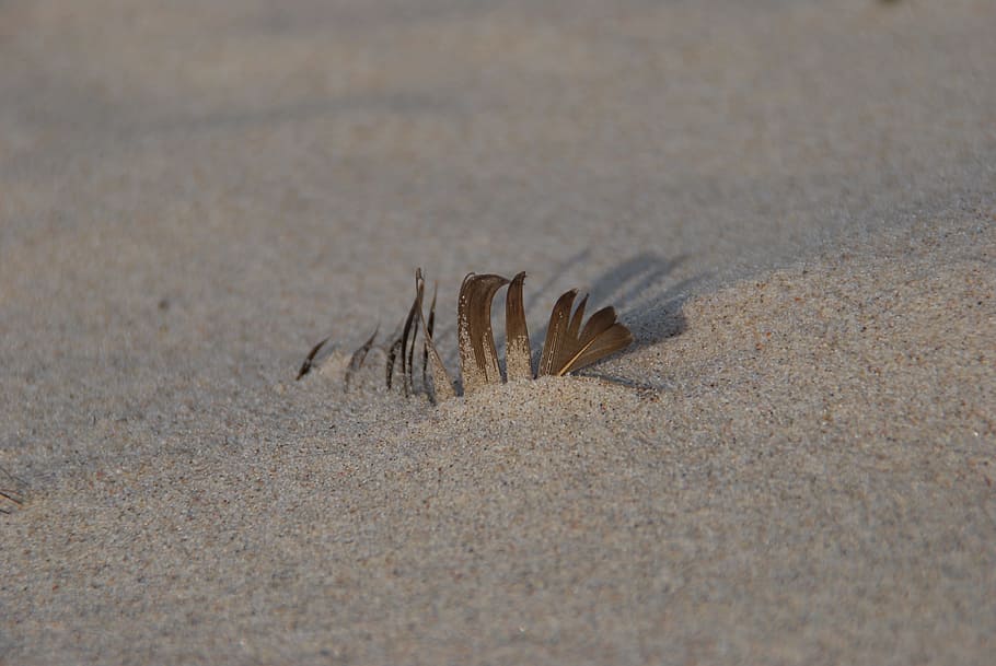 Beach, Sand, Spring, Baltic Sea, tracks in the sand, nature HD wallpaper