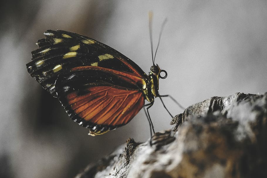 selective close-up photography of brown and black butterfly on rock, close up photo of brown and black butterfly, HD wallpaper