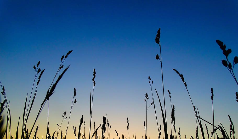 HD wallpaper: “Sponsored by Kellogg Wheats”, silhouette of grass at golden  hour | Wallpaper Flare