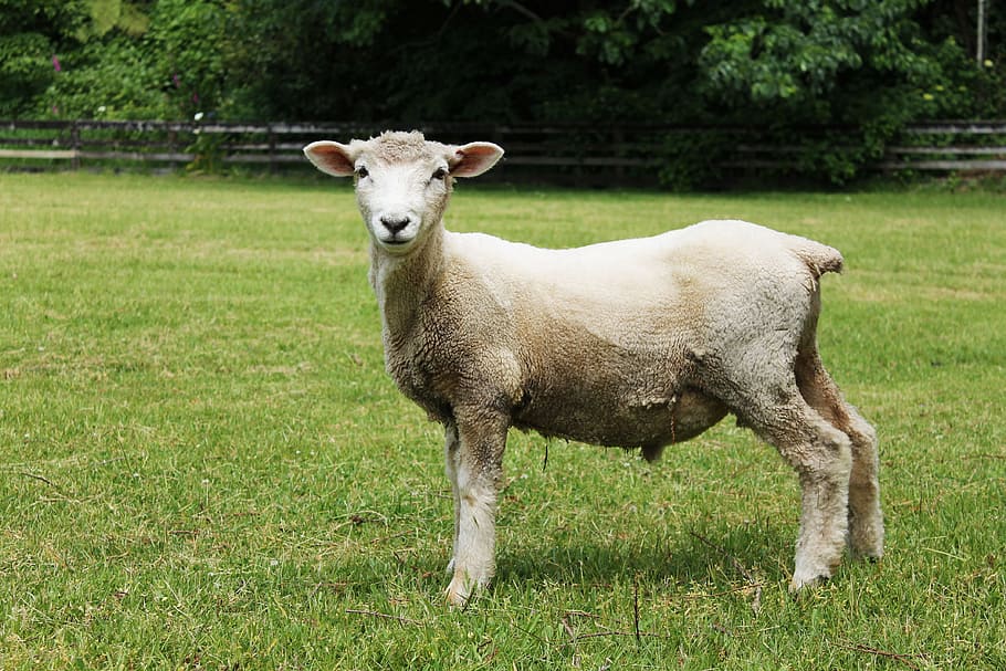 brown sheep on grass, garden, secret, vintage, park, nature, green, HD wallpaper