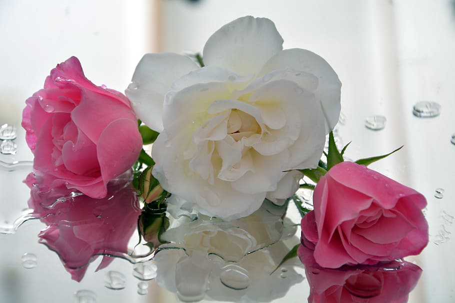 Icebergs, White, Pink, Pedals, white and pink, fragrant, flower
