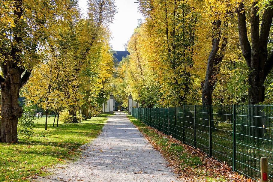 avenue, trees, autumn, tree lined avenue, nature, away, landscape HD wallpaper