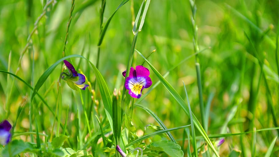 summer, flower, macro, nature, plant, grass, meadow, springtime HD wallpaper
