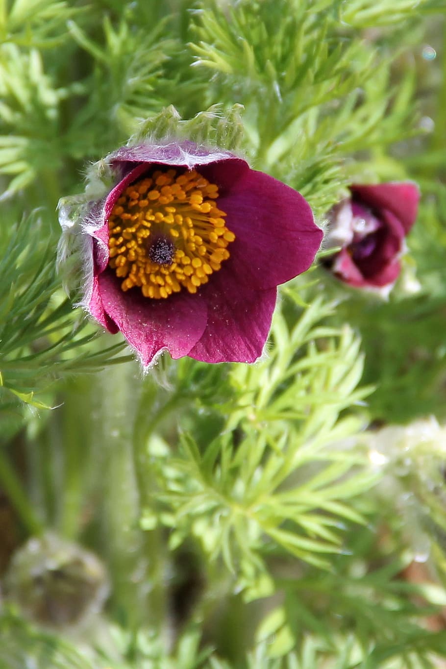 pasqueflower, blossom, bloom, spring, plant, flowering plant HD wallpaper