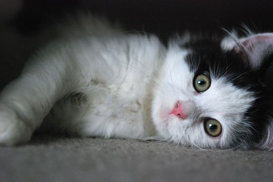 shallow focus photo of black and white kitten, cat, cute, pet HD wallpaper