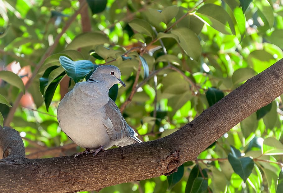 Turtledove, Eurasian Collared Dove, Ave, bird, nature, paloma
