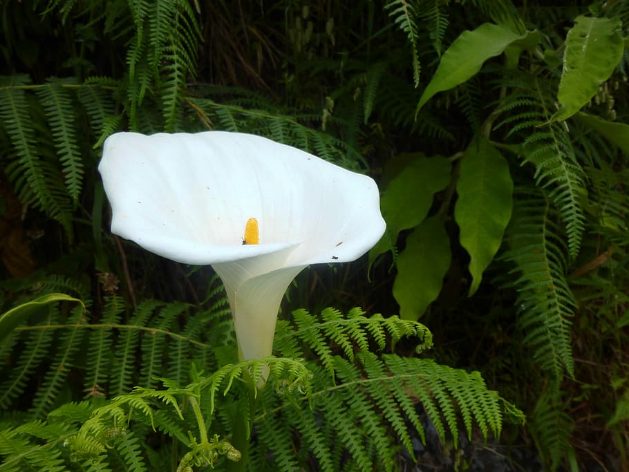 Calla, White, Blossom, Bloom, background image, flora, madeira HD wallpaper