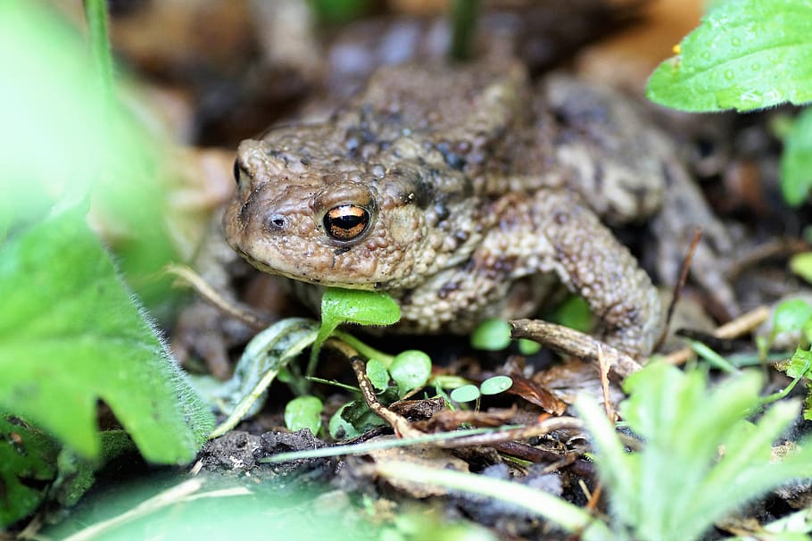 toad, general, bufo bufo, amphibian, blisters, spring, frog HD wallpaper
