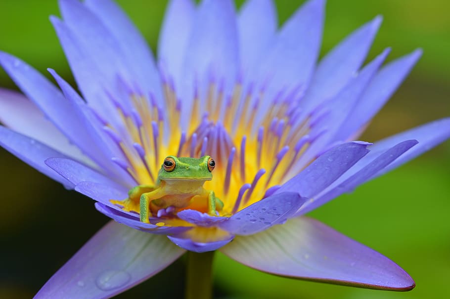 red eye frog on top of purple petaled flower, green frog on water lily, HD wallpaper
