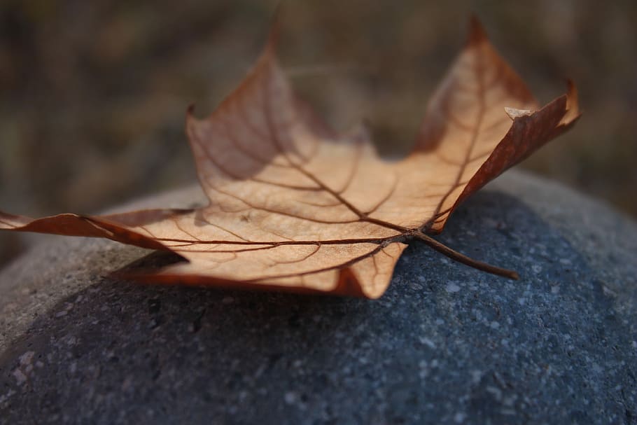 Leaf, Dry, Leaves, autumn, dry leaf, yellow, winter, nature HD wallpaper