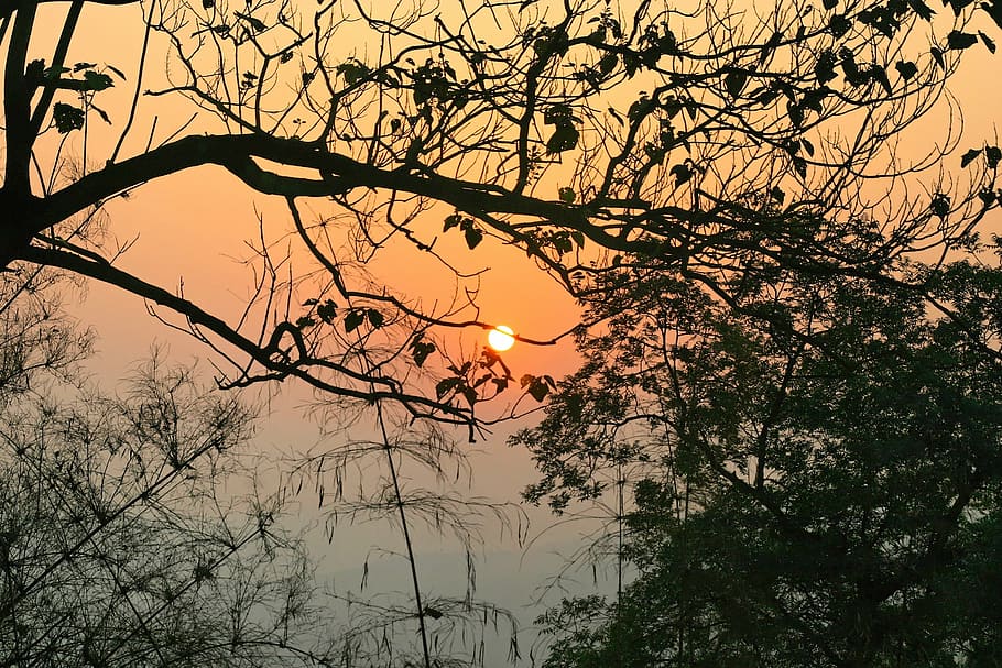 sunset, tree, nature, twilight, evening sun, landscape, sky HD wallpaper