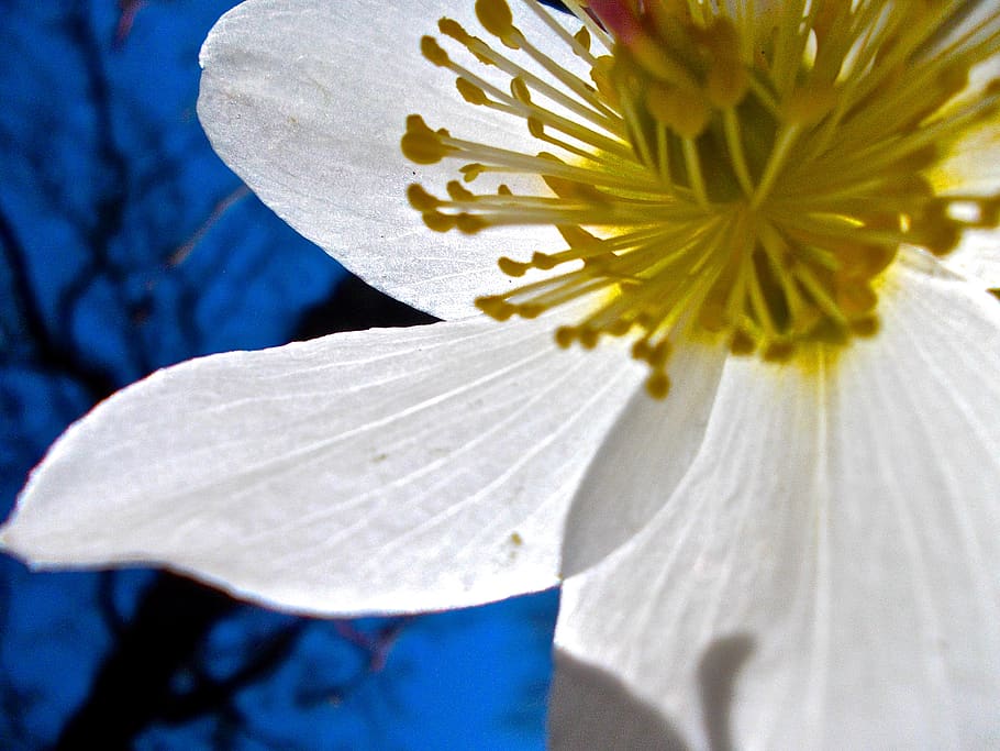 easter flower, white, pistils, fragility, vulnerability, flowering plant HD wallpaper