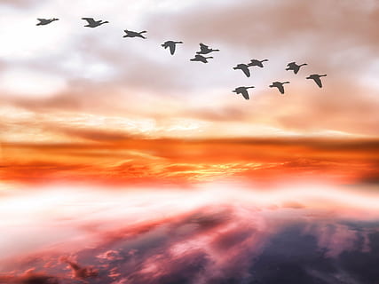 silhouette of birds flying during daytime, sky, clouds, geese HD wallpaper